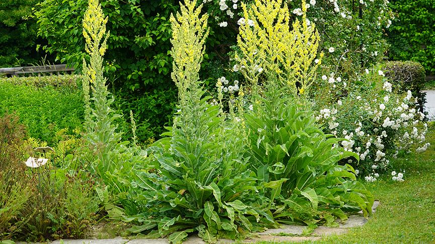 Gastgarten in Söchau