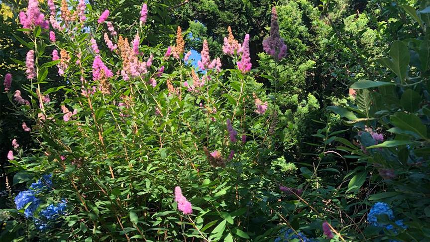 Sendung vom 18. September: Zu Besuch im weißen Elfengarten - extra.ORF.at