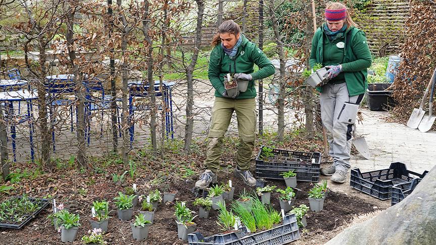 Ein speziell angelegtes Beet zur Versickerung von Regenwasser im eigenen Garten erschafft ein eigenes Mikroklima und fördert die Artenvielfalt.