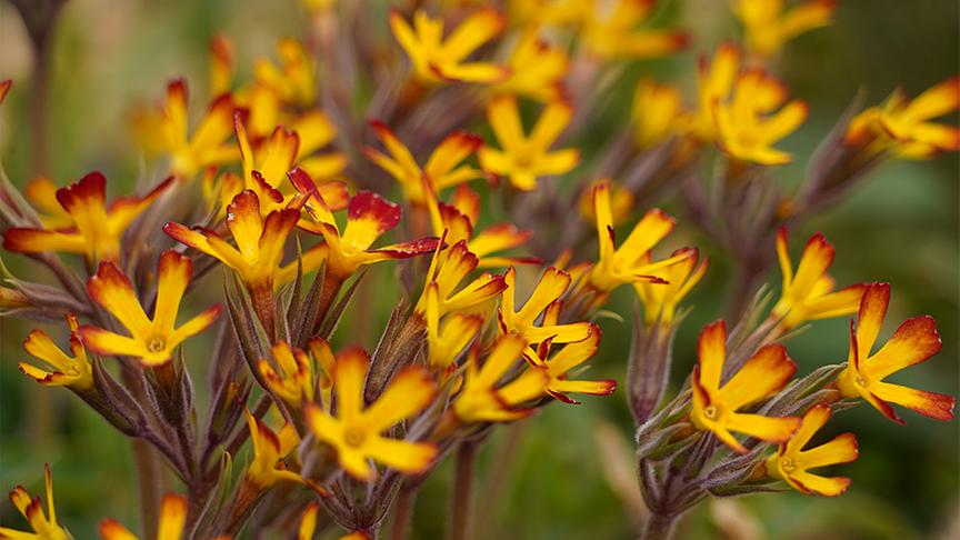 Zu Besuch im naturbelassenen Garten von Hannes Sailer