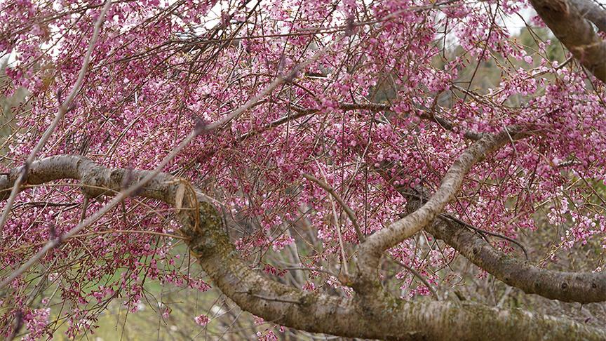 Zu Besuch im naturbelassenen Garten von Hannes Sailer