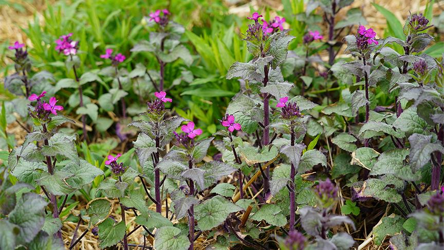 Zu Besuch im naturbelassenen Garten von Hannes Sailer