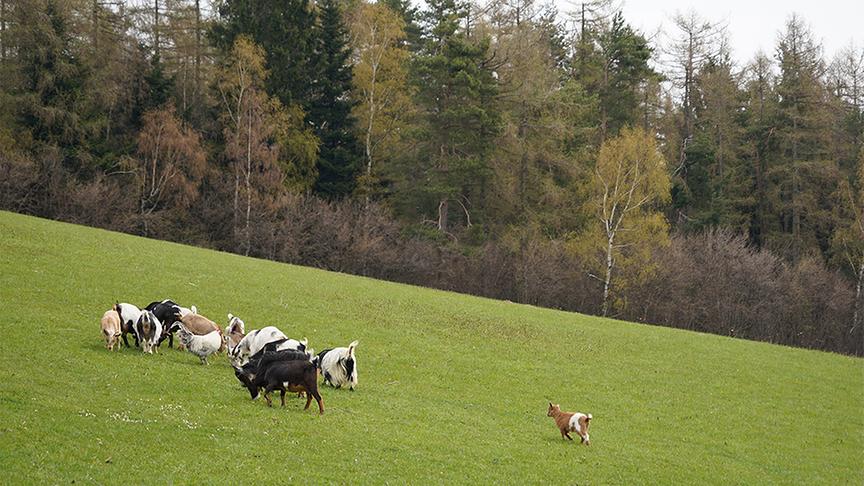 Zu Besuch im naturbelassenen Garten von Hannes Sailer
