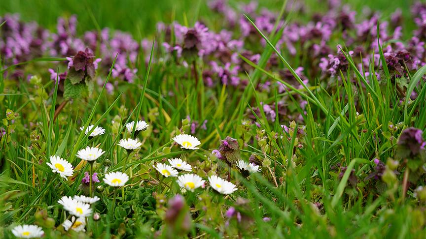 Zu Besuch im naturbelassenen Garten von Hannes Sailer
