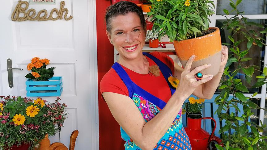 © ORF/Uschi Zezelitsch Im Bild: Bei Kräuterexpertin Uschi Zezelitsch hat eine hübsche und wohl schmeckende Mexikanerin ihren Auftritt: Die Tagetes.