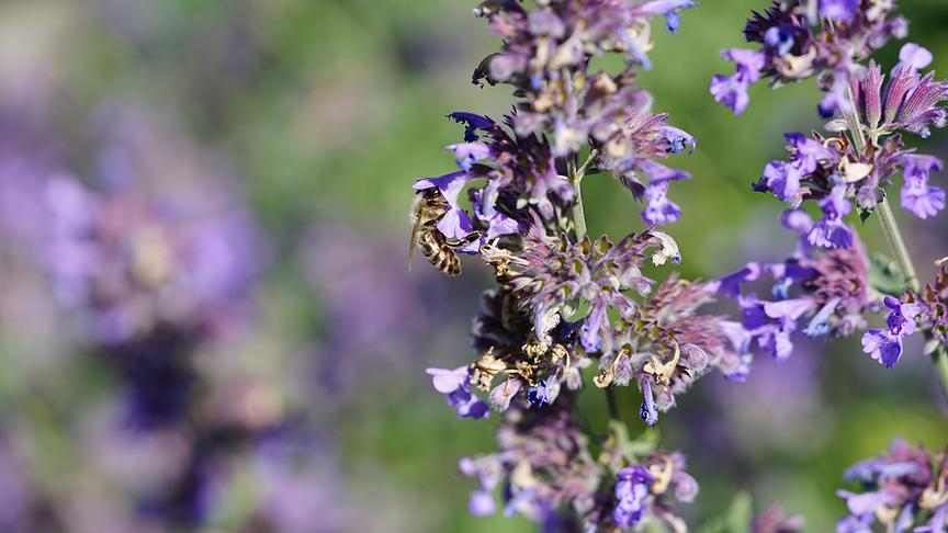 Blick in den Gastgarten.