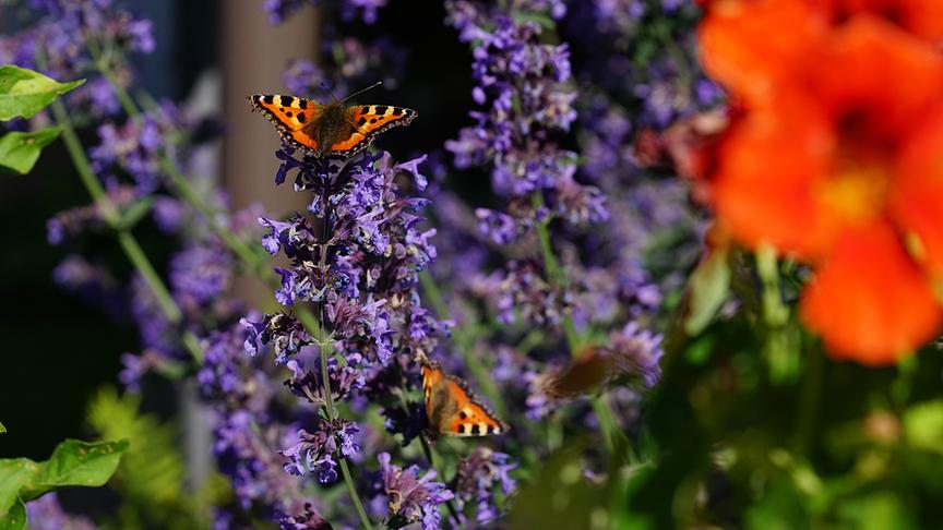 Blick in den Gastgarten.