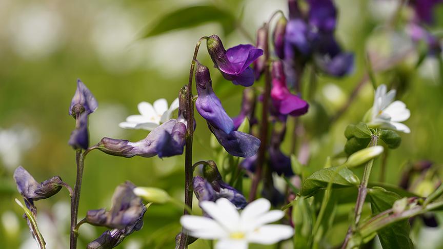 © Natur im Garten/ Leopold Mayrhofer Karl Ploberger stellt robuste Wildstauden vor