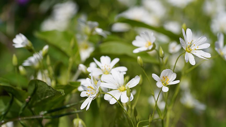 © Natur im Garten/ Leopold Mayrhofer Karl Ploberger stellt robuste Wildstauden vor