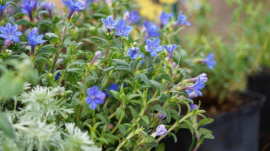 © Natur im Garten/ Leopold Mayrhofer Karl Ploberger stellt robuste Wildstauden vor