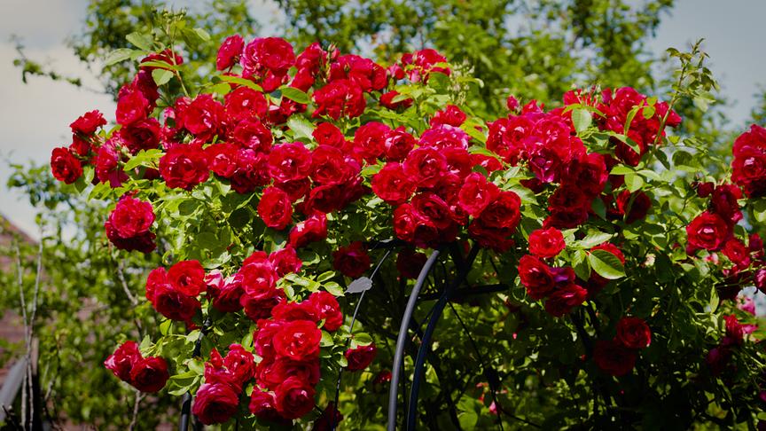 © Natur im Garten/ Leopold Mayrhofer Zu Besuch bei Wilhelmine Buxhofer