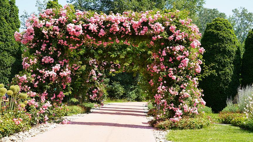 Rosentraum auf der Garten Tulln