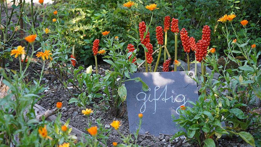 Der Schaugarten nach Hildegard von Bingen in Reith.