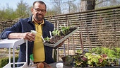 Karl Ploberger gibt Tipps zur Aussaat