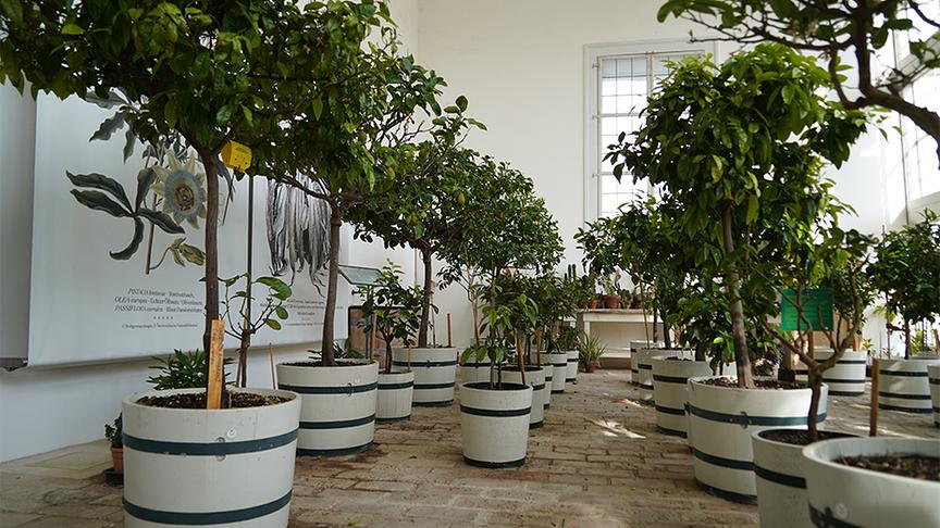 Die Gartenanlage von Schloss Hof