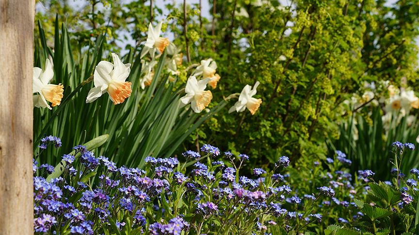 Die Gartenanlage von Schloss Hof