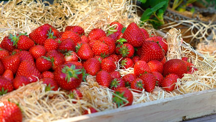© Natur im Garten/ Leopold Mayrhofer Frisch geerntete Erdbeeren