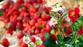 Frisch geerntete Erdbeeren