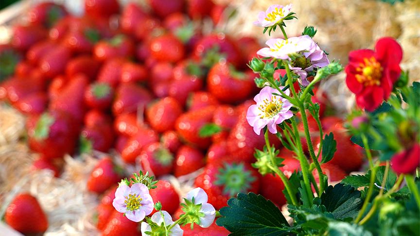 Frisch geerntete Erdbeeren