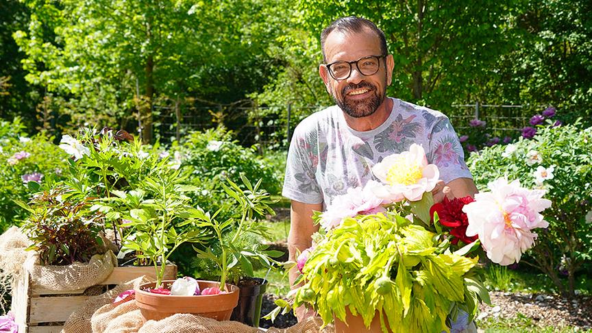 Karl Ploberger stellt die Pfingstrose vor.