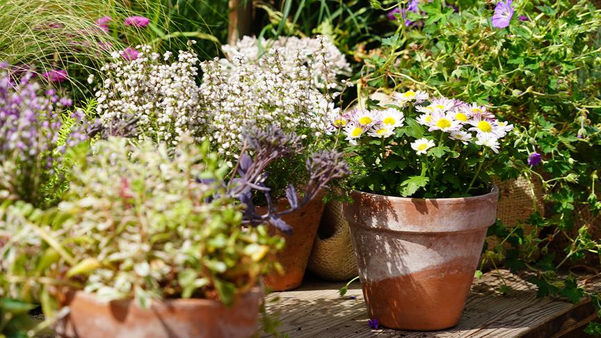 © Natur im Garten/ Leopold Mayrhofer Herbstastern, Fetthenne und Heidekraut in kleinen Töpfen.