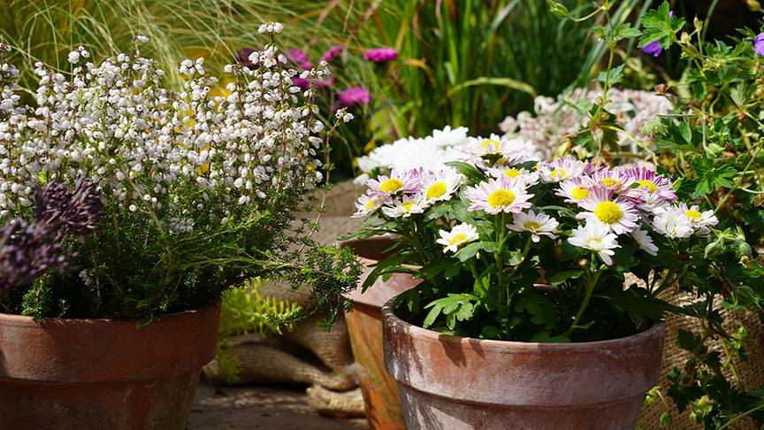 © Natur im Garten/ Leopold Mayrhofer Heidekraut und Herbstastern sind dekroative Blühpflanzen in der Herbstsaison.