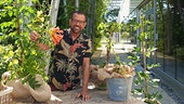 Karl Ploberger gibt Tipps zu den verschiedenen Arten von Kletterpflanzen.