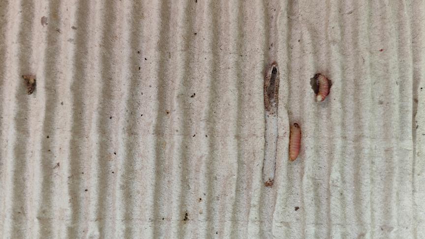 © Natur im Garten / Leopold Mayrhofer Ein Wellpappegürtel ist mit einer Schnur rund um den Stamm eines Apfelbaums befestigt. Er dient dazu, die am Stamm hinabwandernden Larven des Apfelwicklers abzufangen