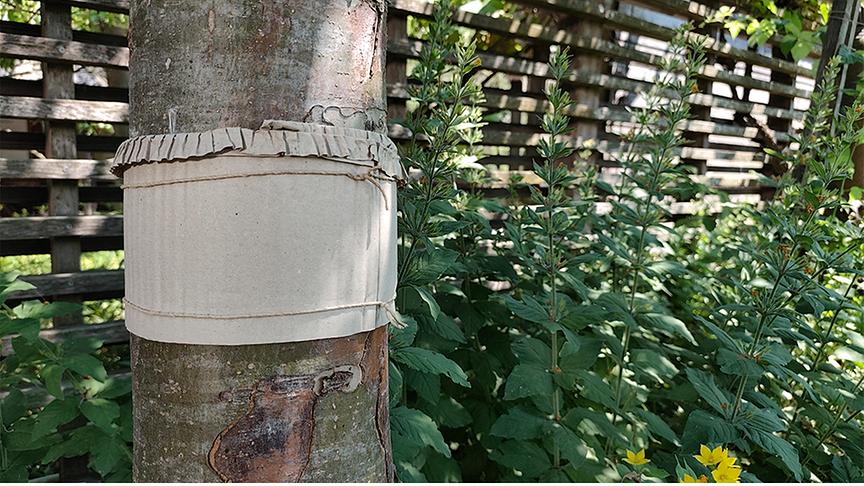© Natur im Garten / Leopold Mayrhofer Ein Wellpappegürtel ist mit einer Schnur rund um den Stamm eines Apfelbaums befestigt. Er dient dazu, die am Stamm hinabwandernden Larven des Apfelwicklers abzufangen