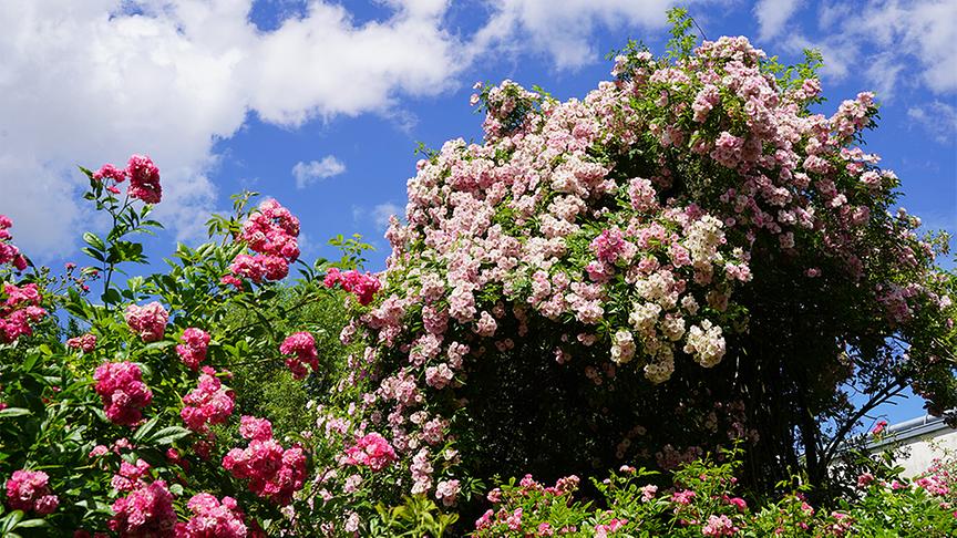 © Leopold Mayrhofer Martina und Haimo Ungersböck zeigen ihren bereits im Frühsommer besuchten besonderen Garten in Mistelbach im niederösterreichischen Weinviertel.