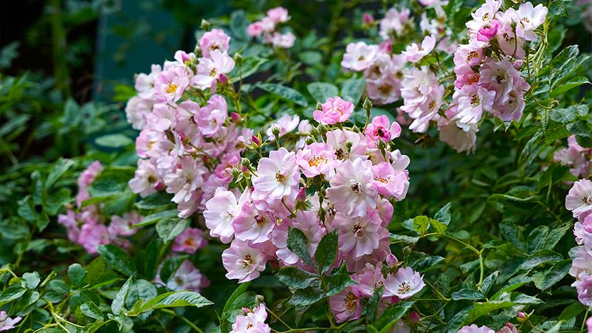 © Leopold Mayrhofer Martina und Haimo Ungersböck zeigen ihren bereits im Frühsommer besuchten besonderen Garten in Mistelbach im niederösterreichischen Weinviertel.