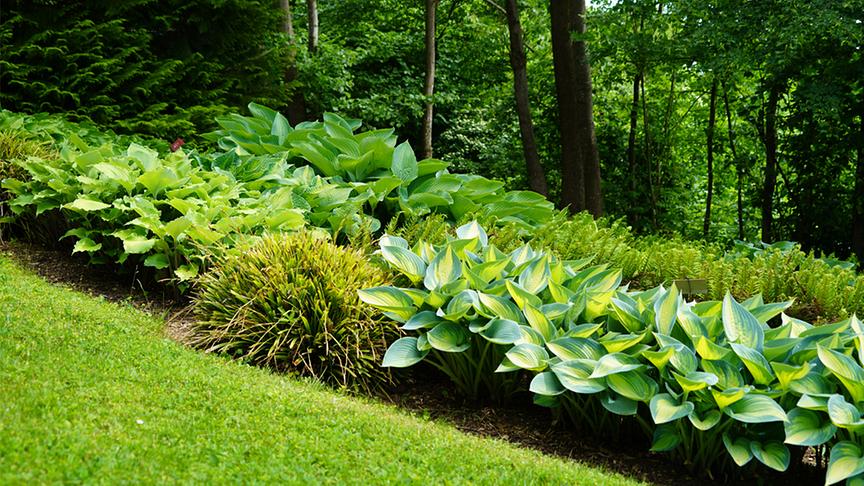 Die steile Hanglage und eine Vielzahl von gepflegten Pflanzen machen den Garten einzigartig.