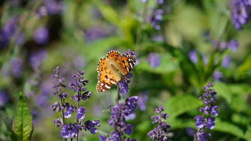 Wie dieser Distelfalter.