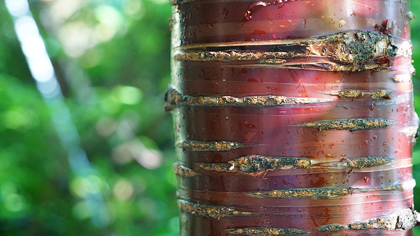Man kann außerdem die verschiedensten Baumarten erkunden.