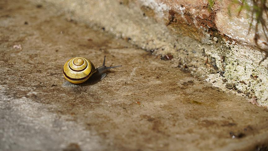 Tiere fühlen sich sichtlich wohl.