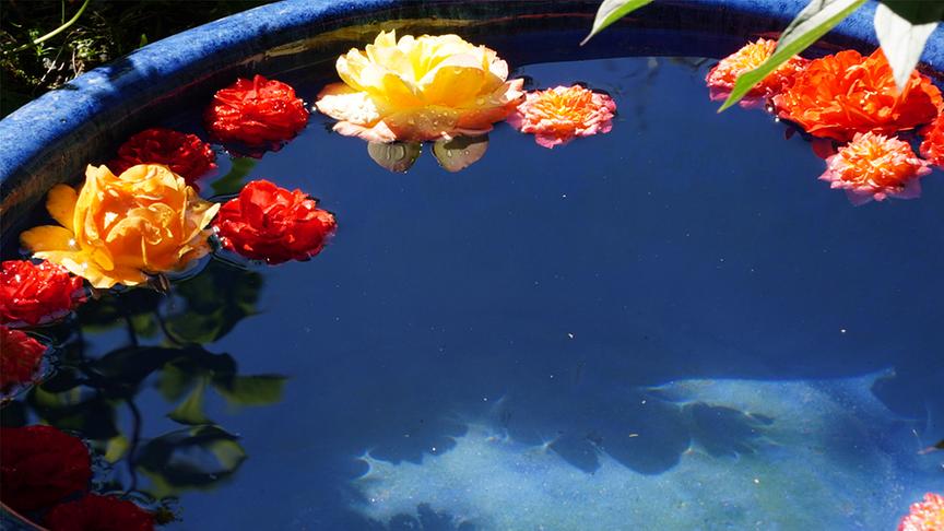 Hübsche Blüten treiben im Wasser.