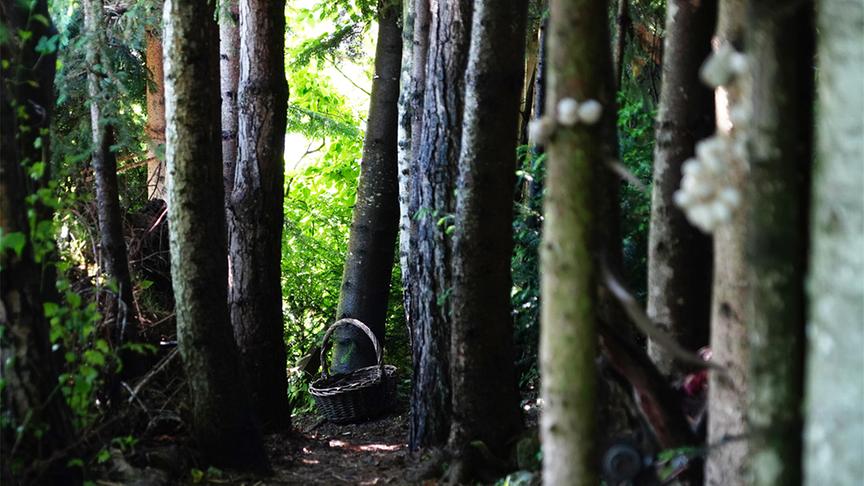 Über 130 verschiedene Bäume spenden Schatten.