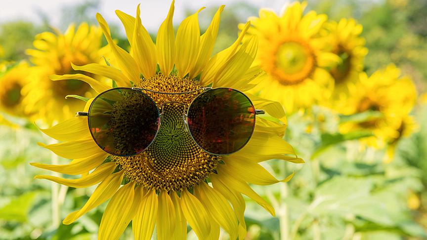 Sonnenblume mit Sonnenbrille.