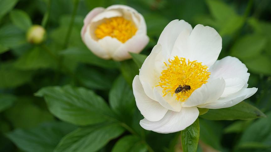 © Foto: Leopold Mayrhofer/ Natur im Garten Karl erhält Einblick in den Therapiegarten des Krankenhaus Hietzing