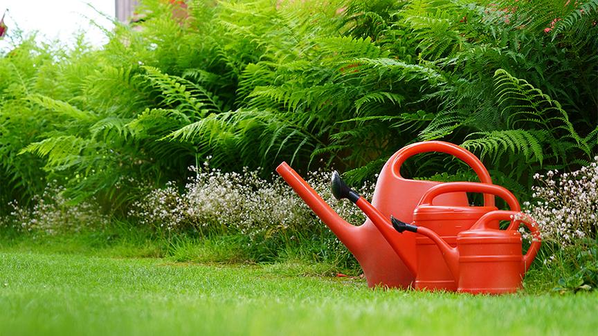 Im Waldgrundstück von Dagmar Scheucher