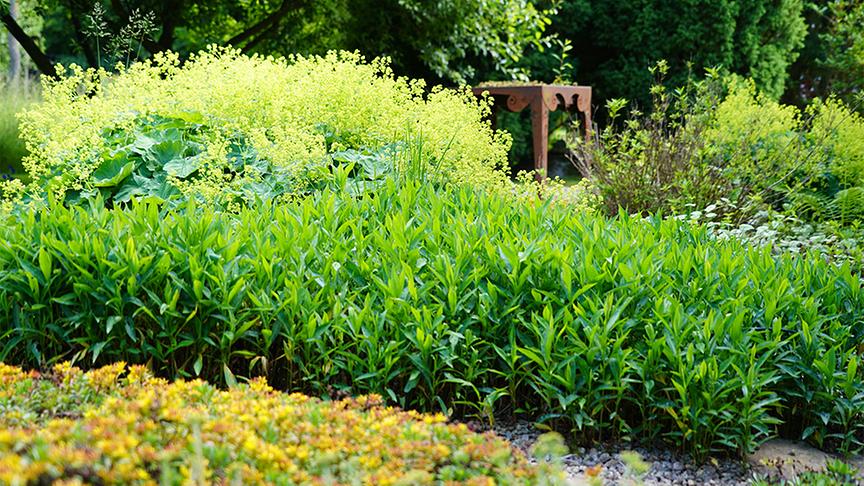 Im Waldgrundstück von Dagmar Scheucher
