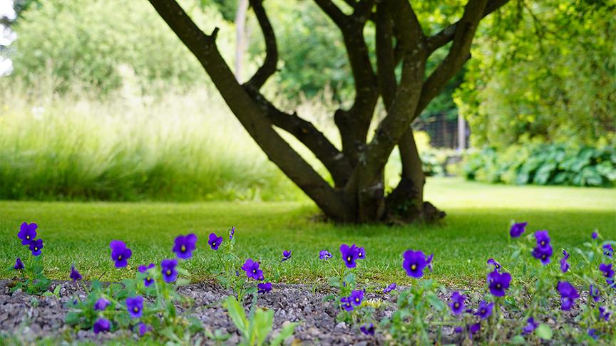 Im Waldgrundstück von Dagmar Scheucher