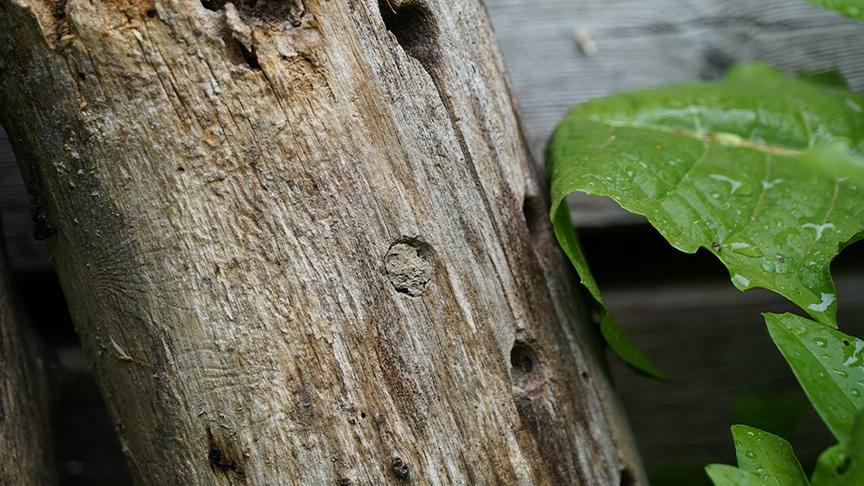 © Natur im Garten/ Leopold Mayrhofer Hier entsteht eine Ecke mit Nisthilfen für Wildbienen und Käfer.