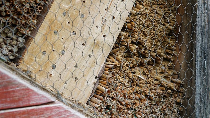Hier entsteht eine Ecke mit Nisthilfen für Wildbienen und Käfer.