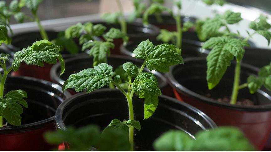 Tomatenpflanzen im Plastiktopf