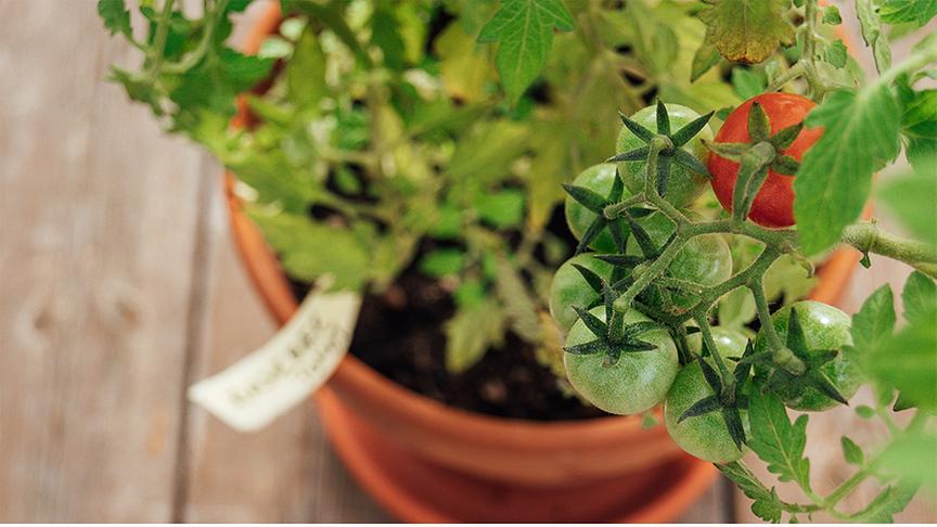 Tomatenpflanze im Terrakottatopf