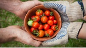 Eine Schale mit kleinen Tomaten wird gemeinsam von zwei Händepaaren, einmal mit und einmal ohne Gartenhandschuhe, gehalten.