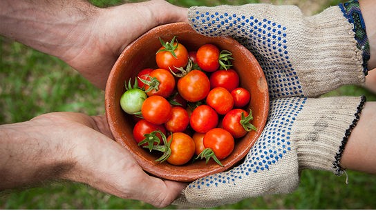 Eine Schale mit kleinen Tomaten wird gemeinsam von zwei Händepaaren, einmal mit und einmal ohne Gartenhandschuhe, gehalten.