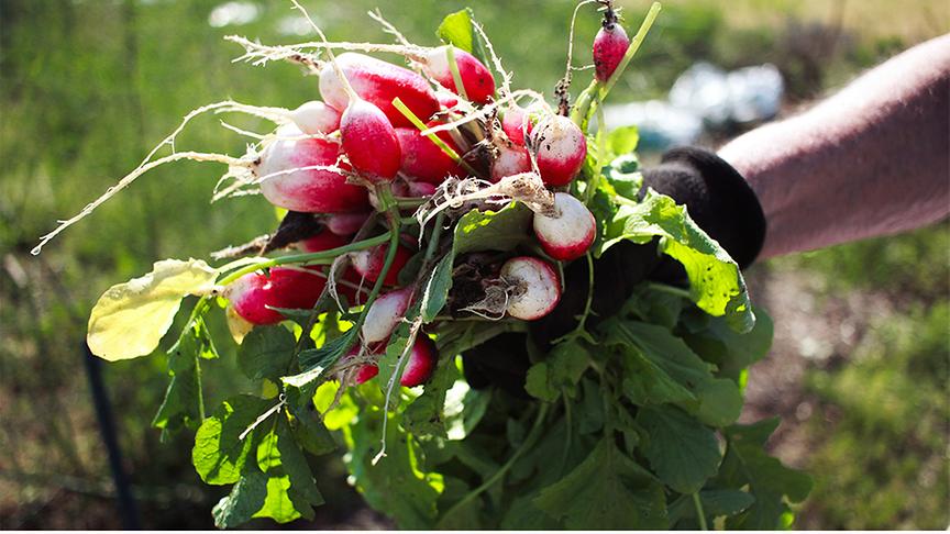 Ein geerntetes Büschel Radieschen