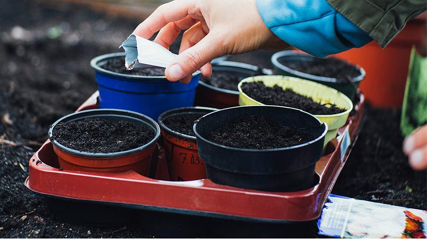 Mehrere mit Erde gefüllte Plastiktöpfe, eine Hand streut Samen hinein